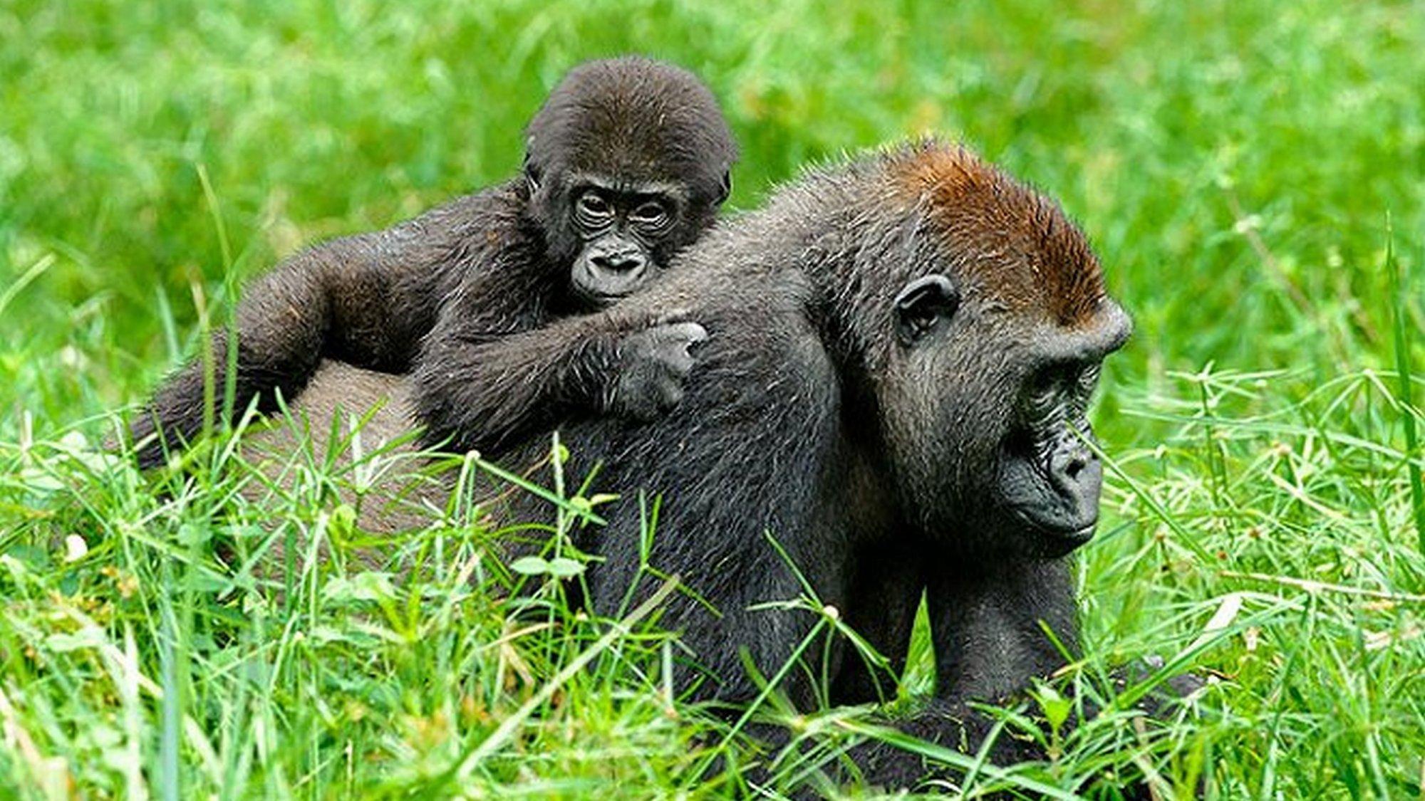 Gorily mezi Prahou a Afrikou (gorily-mezi-prahou-a-afrikou) Документальный фильм