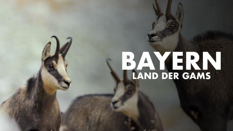 Постер Bayern, Land der Gams