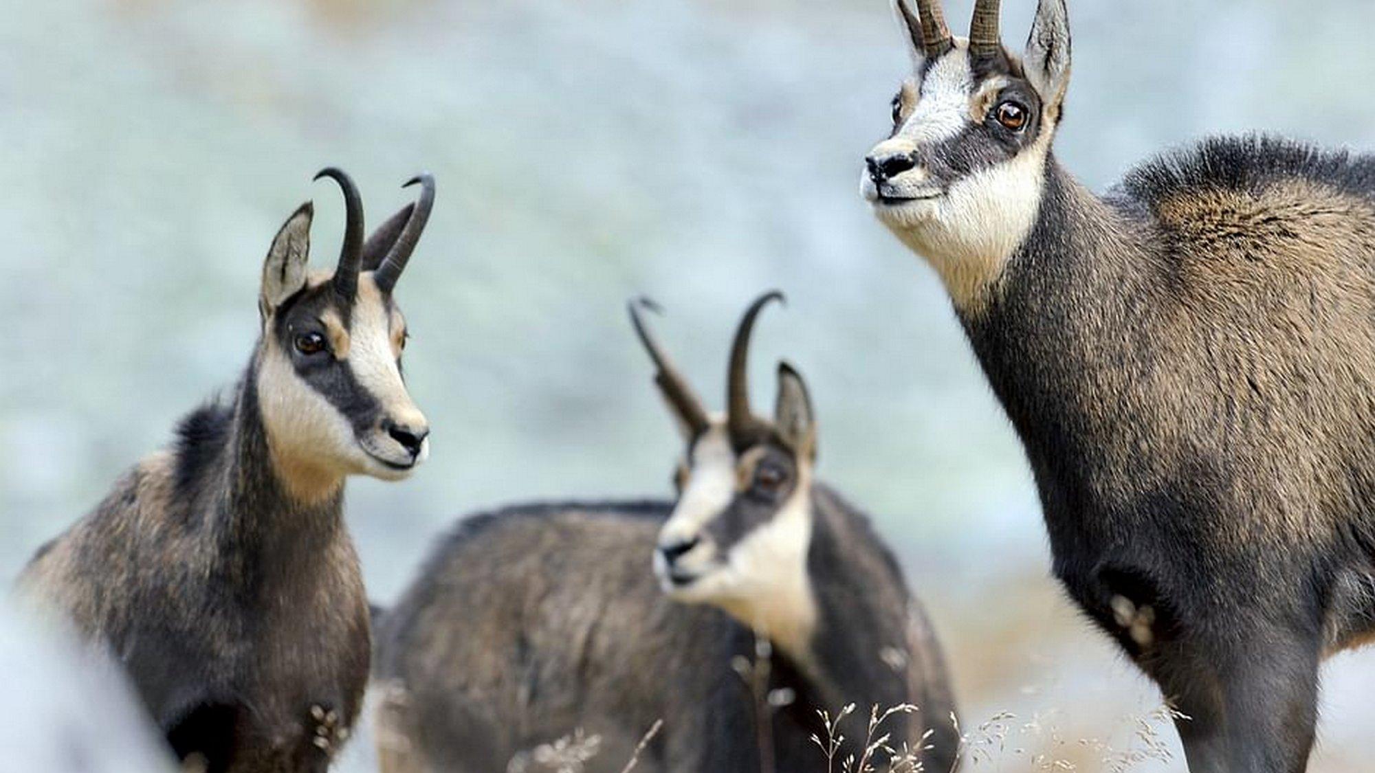 Bavière, le pays des chamois (bavire-le-pays-des-chamois) Познавательное