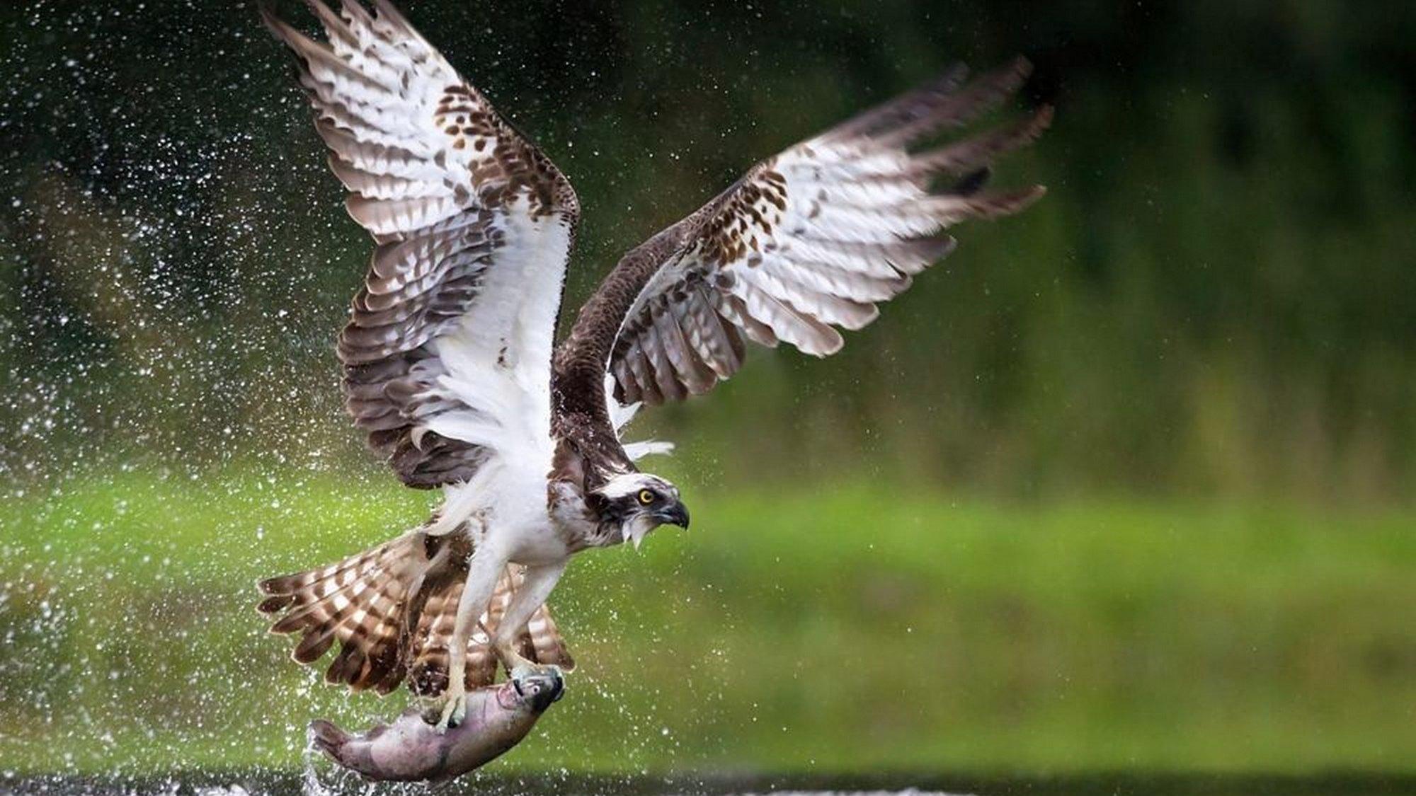 Season of the Osprey (season-of-the-osprey) Документальный фильм