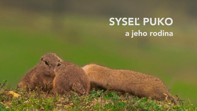 Постер Syseľ Puko a jeho rodina