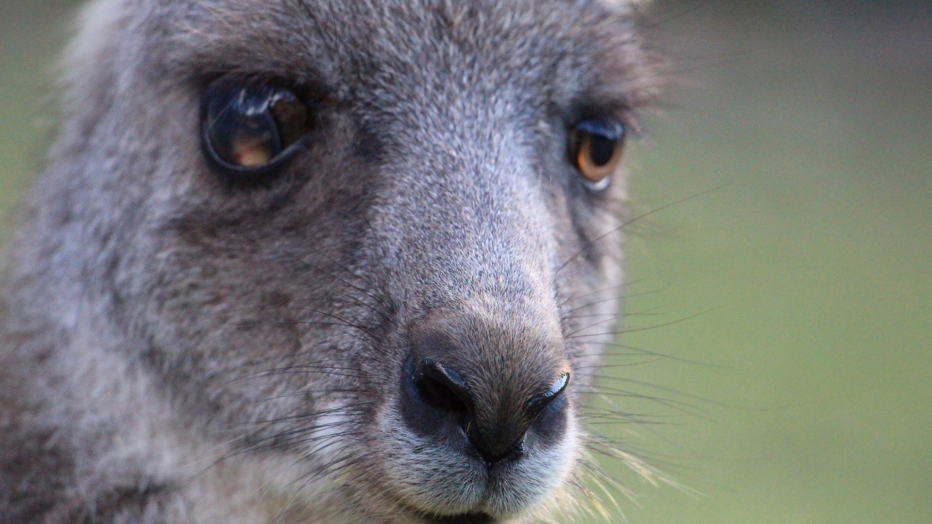 Когда погасли пожары - возрождение австралийской природы (kogda-pogasli-pozhary-vozrozhdenie-avstralijskoj-prirody) Документальный фильм
