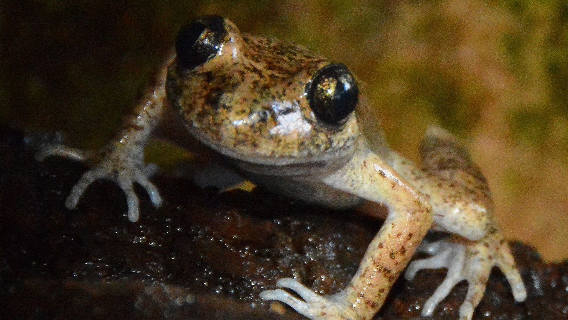Ropuška baleárská (ropuka-balersk) Документальный фильм