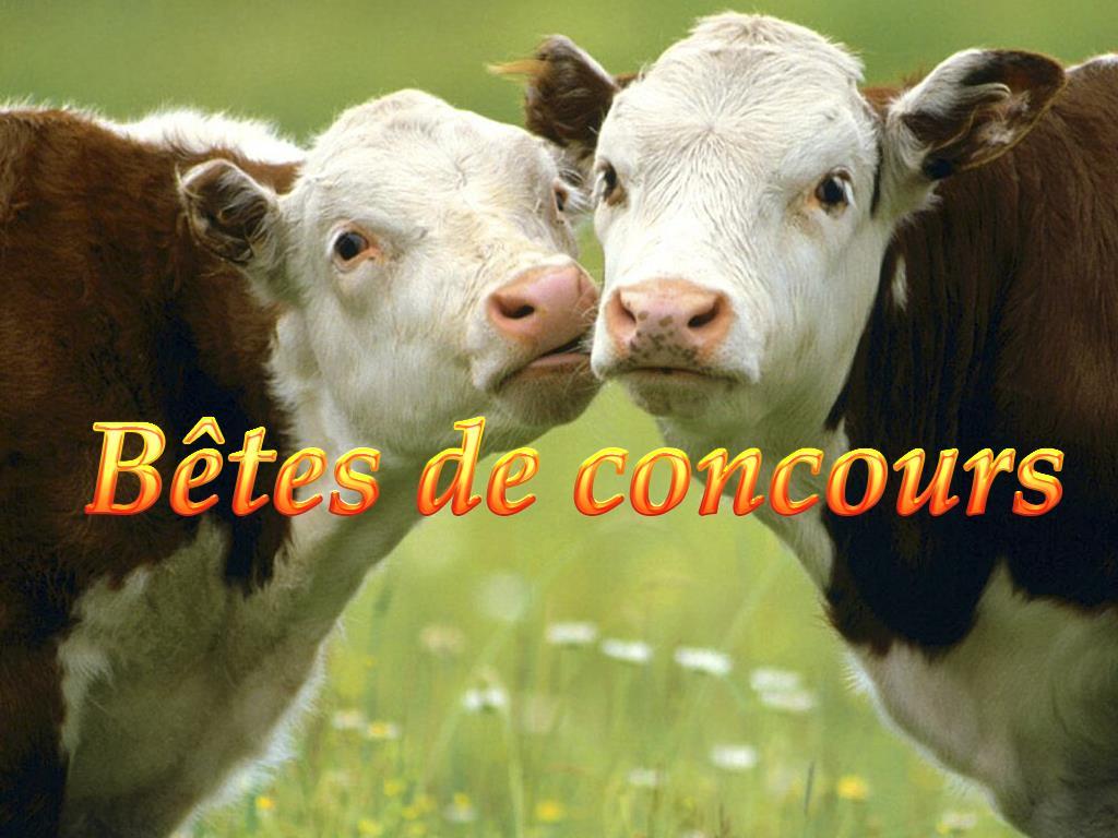 Bêtes de concours (btes-de-concours) Познавательное