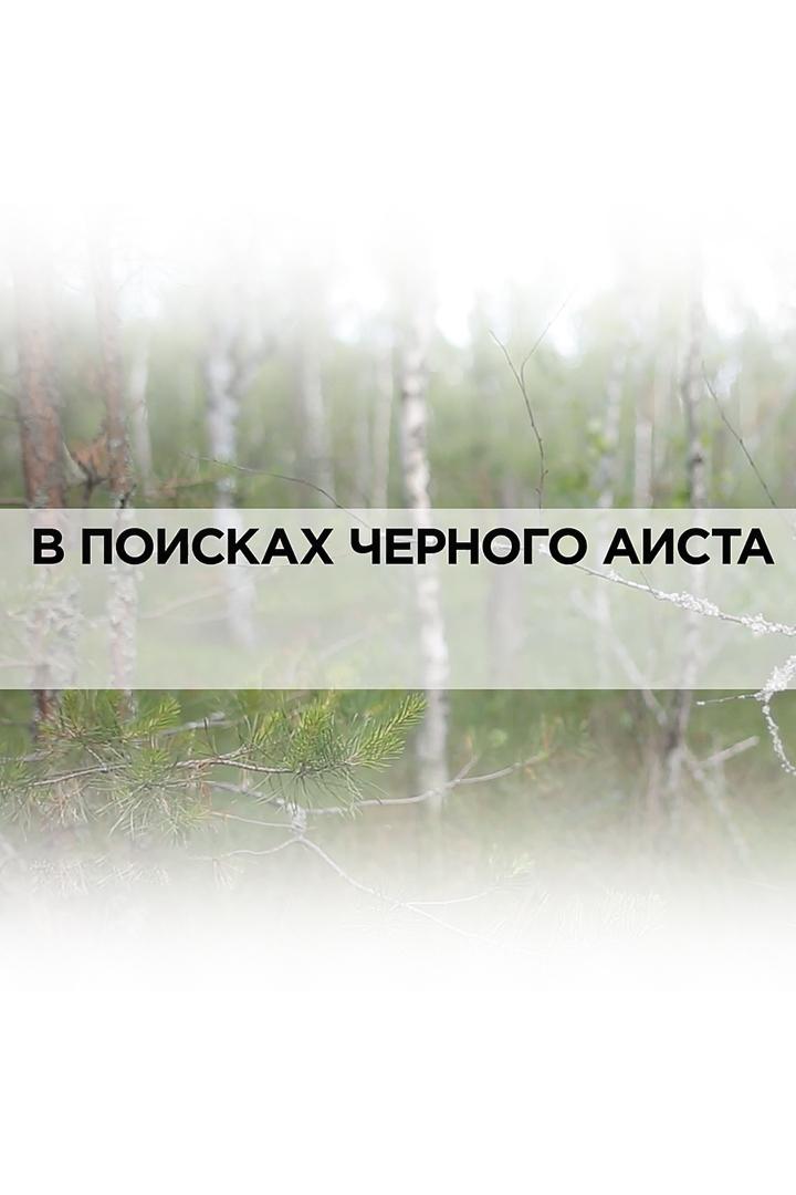В поисках чёрного аиста (v-poiskah-chernogo-aista) Документальный фильм