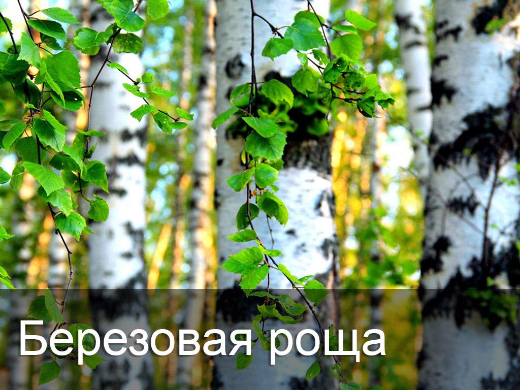Берёзовая роща (berezovaja-roscha) Досуг, хобби