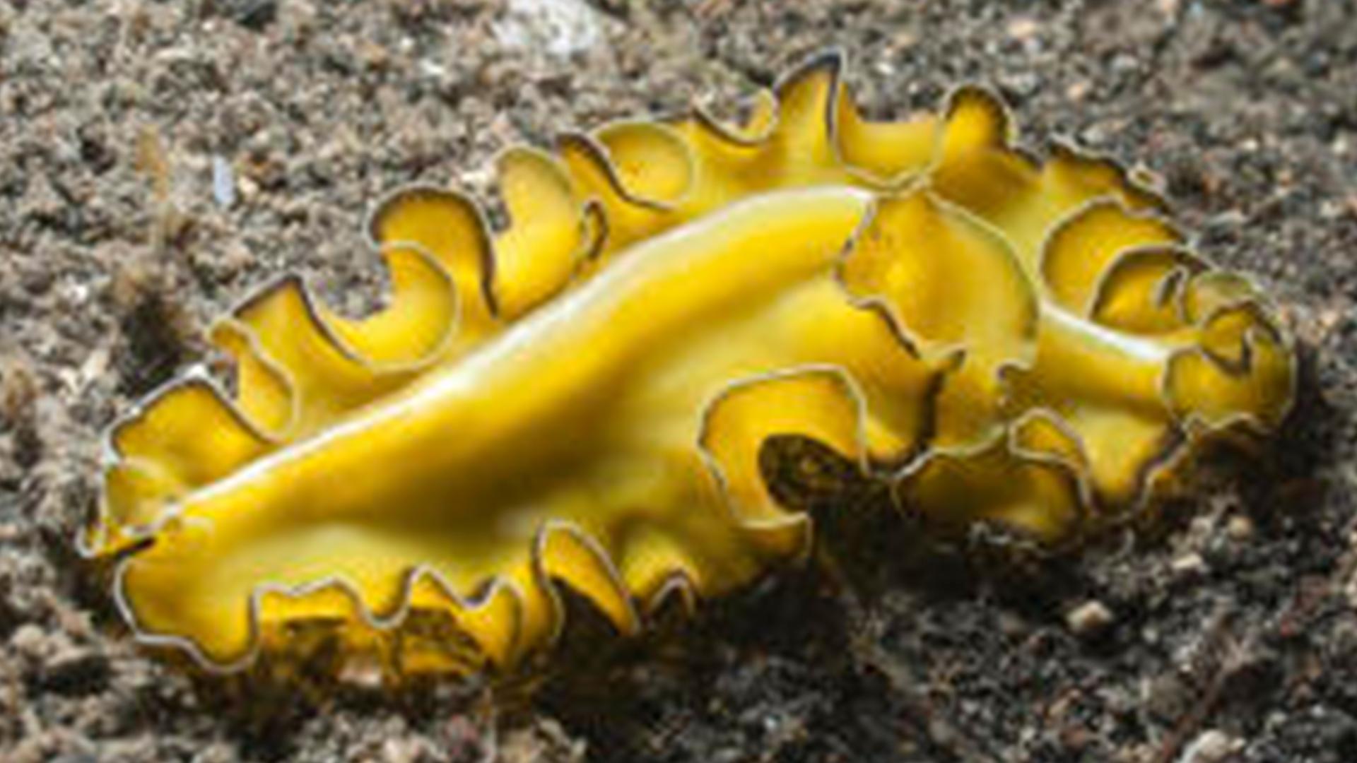 Ужасы дикой природы: Удивительные создания (uzhasy-dikoj-prirody-udivitelnye-sozdanija) Документальный фильм