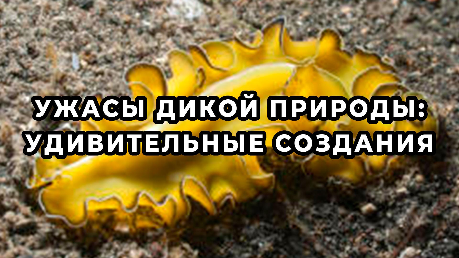 Ужасы дикой природы: Удивительные создания (uzhasy-dikoj-prirody-udivitelnye-sozdanija) Документальный фильм