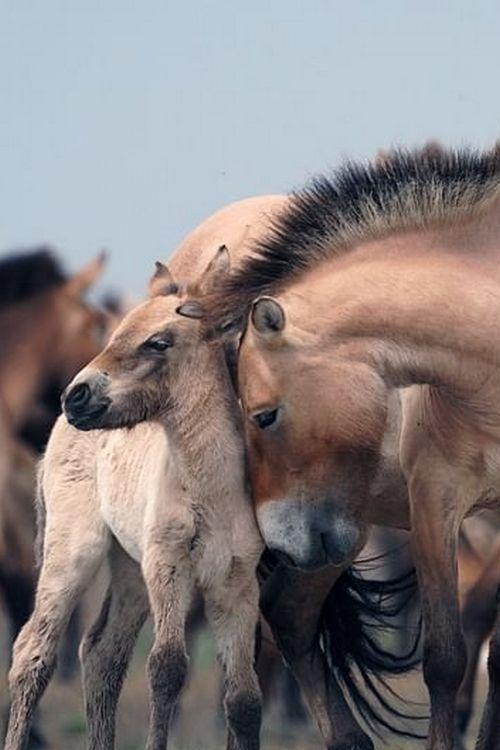 Sauvages chevaux de la Puszta: Au cœur des steppes hongroises (sauvages-chevaux-de-la-puszta-au-cur-des-steppes-hongroises) Познавательное