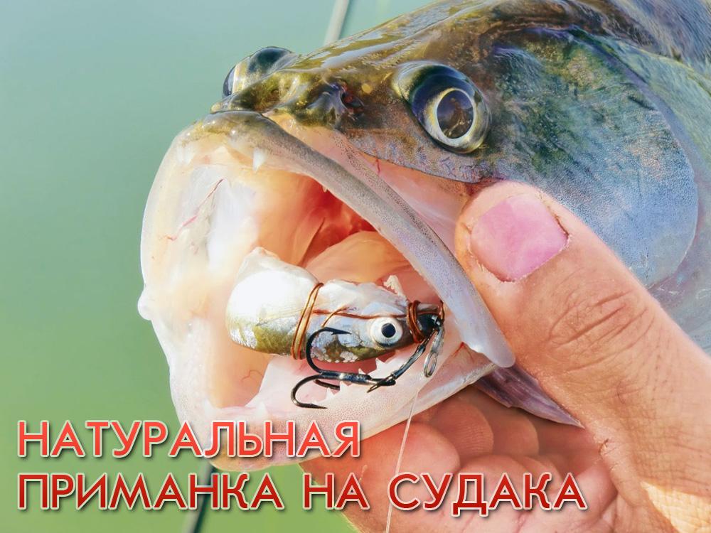 Натуральная приманка на судака (naturalnaja-primanka-na-sudaka) Документальный фильм