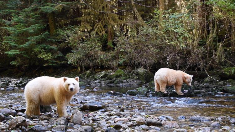 Постер L'esprit des ours