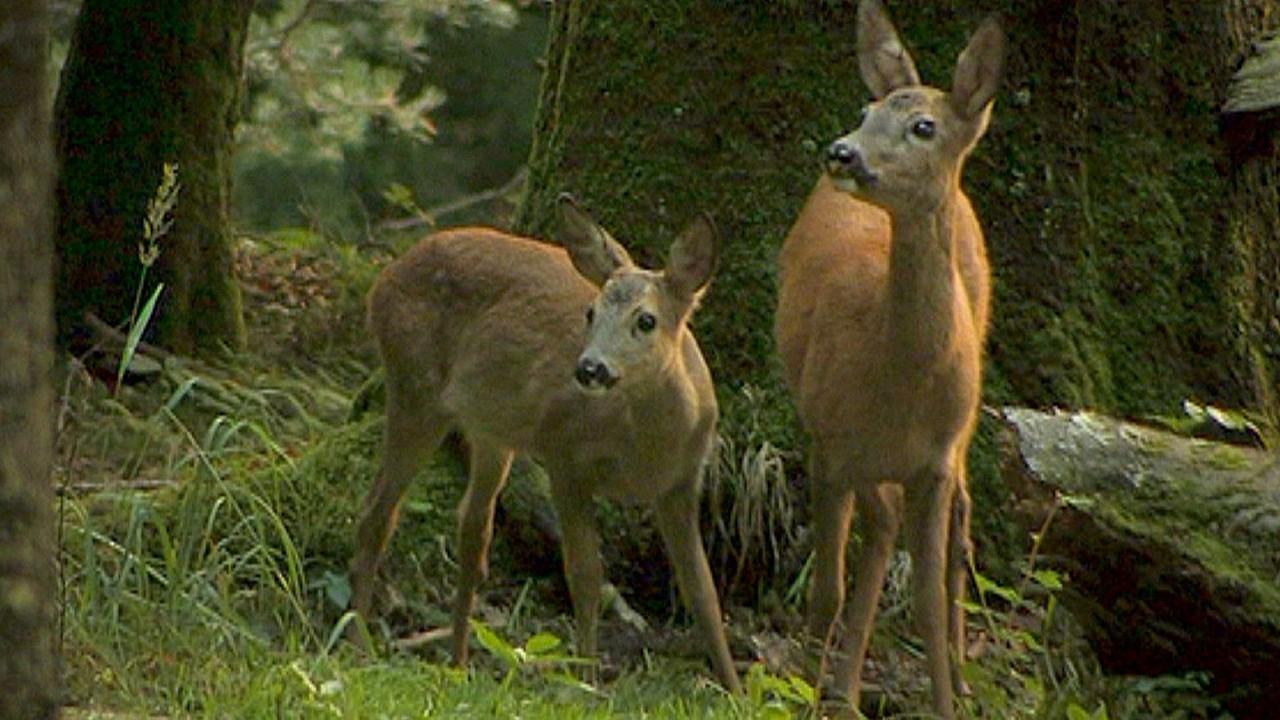 Lebensgemeinschaft Wald (lebensgemeinschaft-wald) Документальный фильм