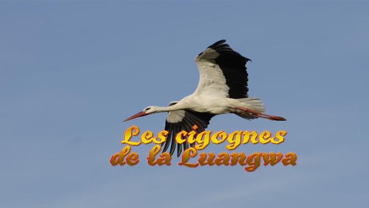 Постер Les cigognes de la Luangwa