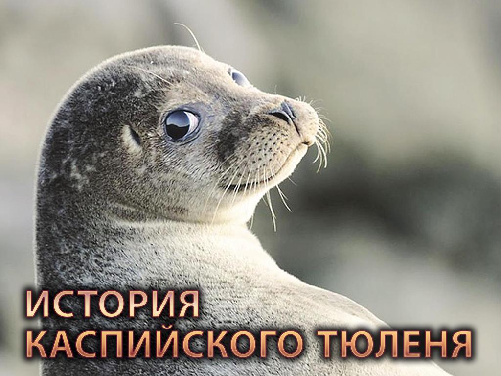 История Каспийского тюленя (istorija-kaspijskogo-tjulenja) Познавательное