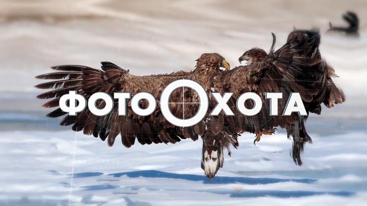 Постер «Фотоохота» с Евгением Полонским