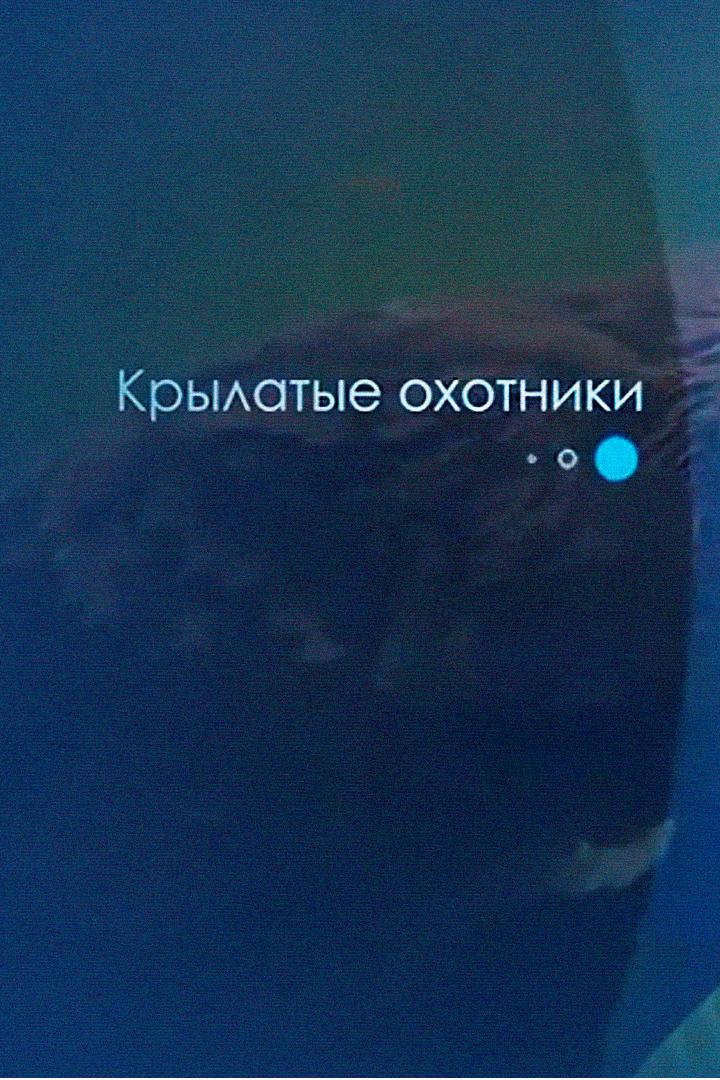 Крылатые охотники (krylatye-ohotniki) Досуг, хобби