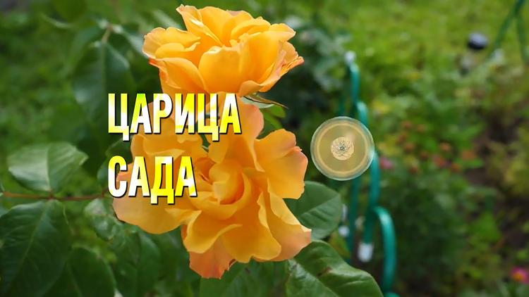 Постер Царица сада