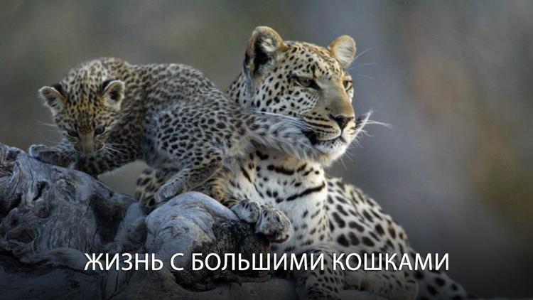 Постер Жизнь с большими кошками