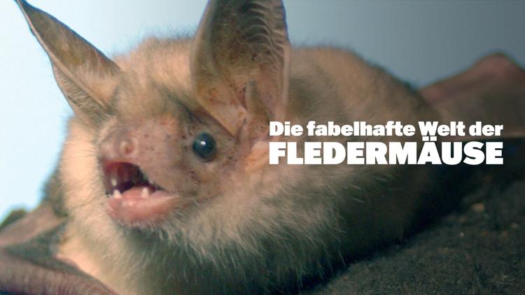 Постер Die fabelhafte Welt der Fledermäuse