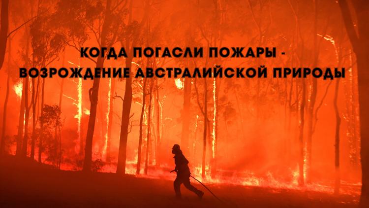 Постер Когда погасли пожары - возрождение австралийской природы