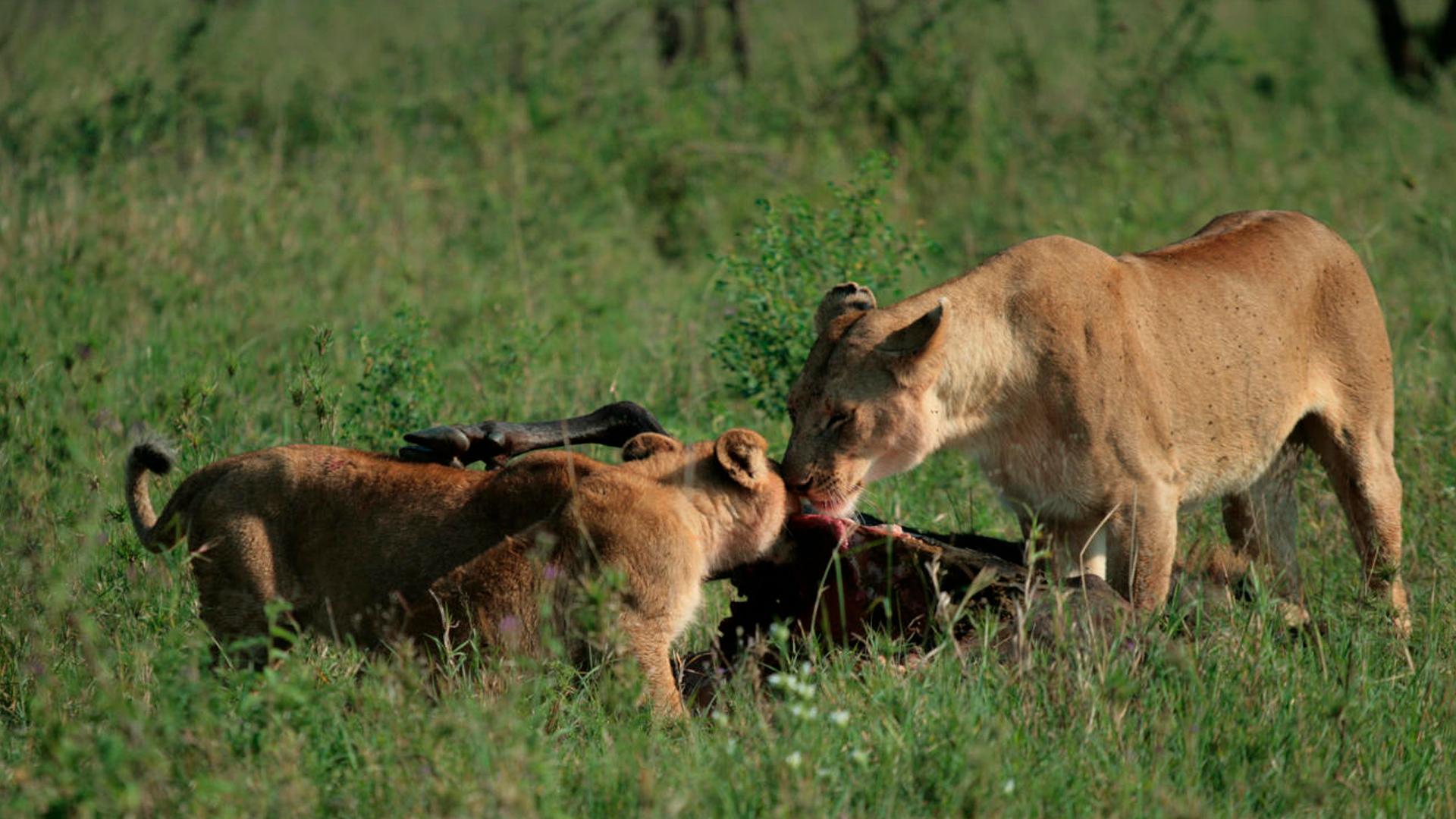 Львы на тропе войны (lvy-na-trope-vojny) Документальный фильм