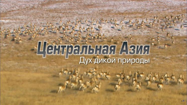 Постер Центральная Азия. Дух дикой природы