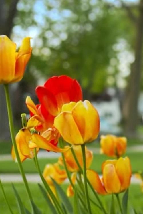 Видим ли мы одно и то же? (vidim-li-my-odno-i-to-zhe) Документальный фильм