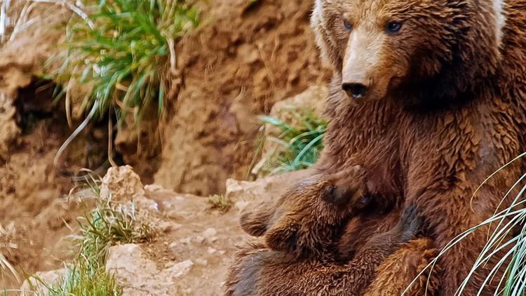 Постер Locas relaciones de la fauna