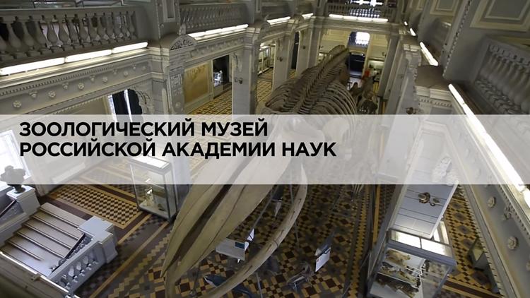 Постер Зоологический музей Российской Академии наук