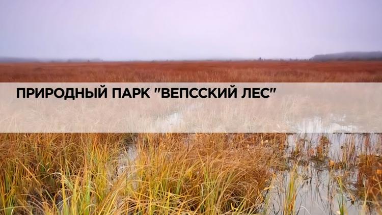 Постер Природный парк «Вепсский лес»