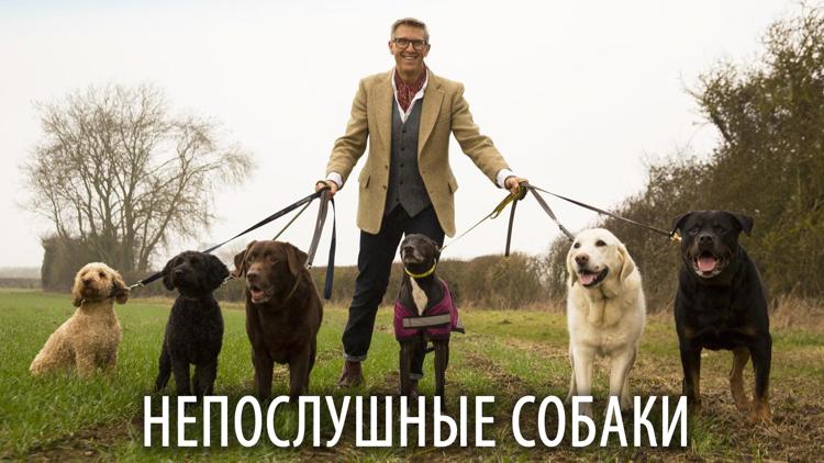 Постер Непослушные собаки