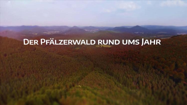 Постер Der Pfälzerwald rund ums Jahr