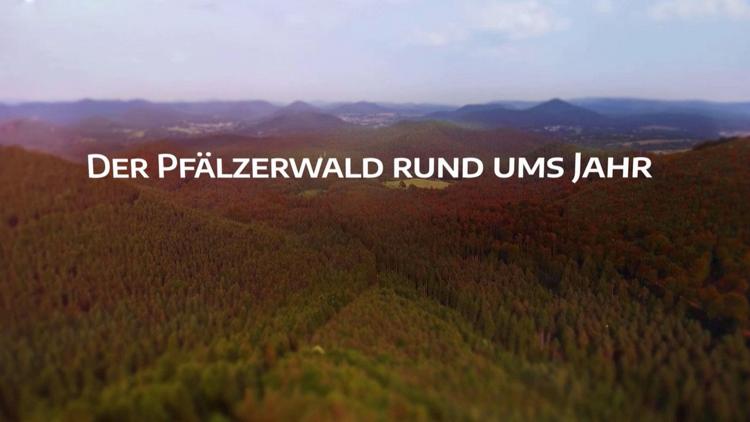 Постер Der Pfälzerwald rund ums Jahr