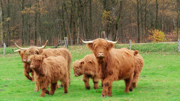 Постер Der Pfälzerwald rund ums Jahr