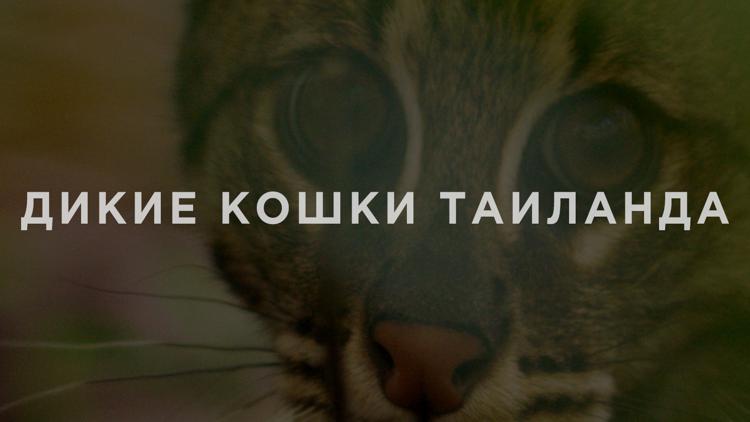 Постер Дикие кошки Таиланда