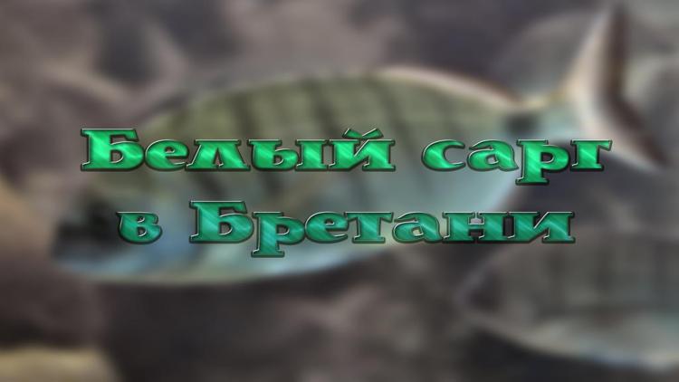 Постер Белый сарг в Бретани