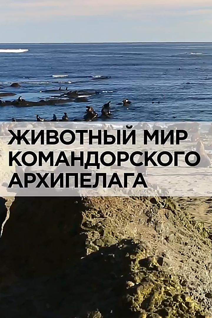 Животный мир Командорского архипелага (zhivotnyj-mir-komandorskogo-arhipelaga) Документальный фильм