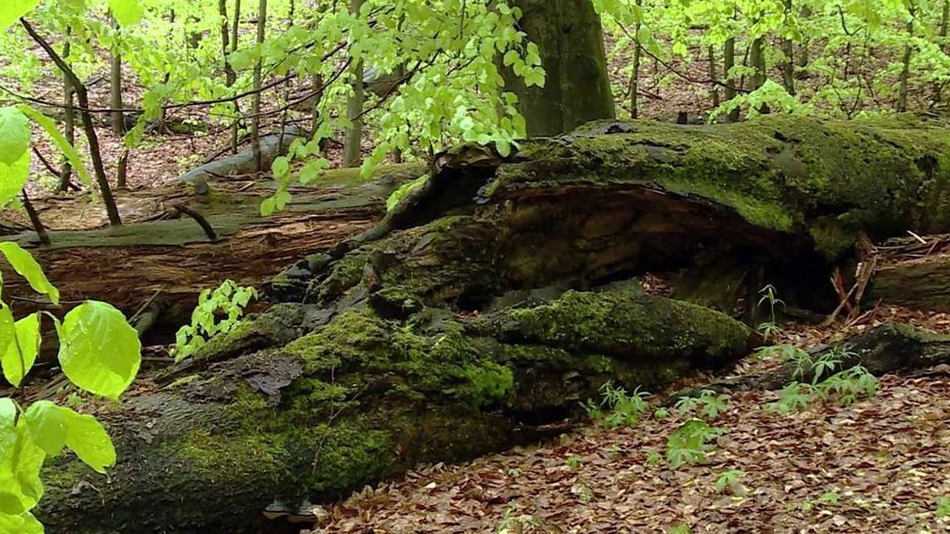 Prales Mionší (prales-mion) Познавательное