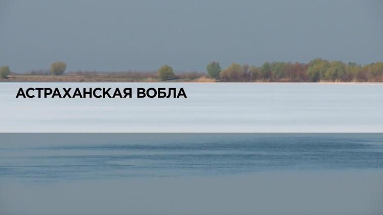 Постер Астраханская вобла