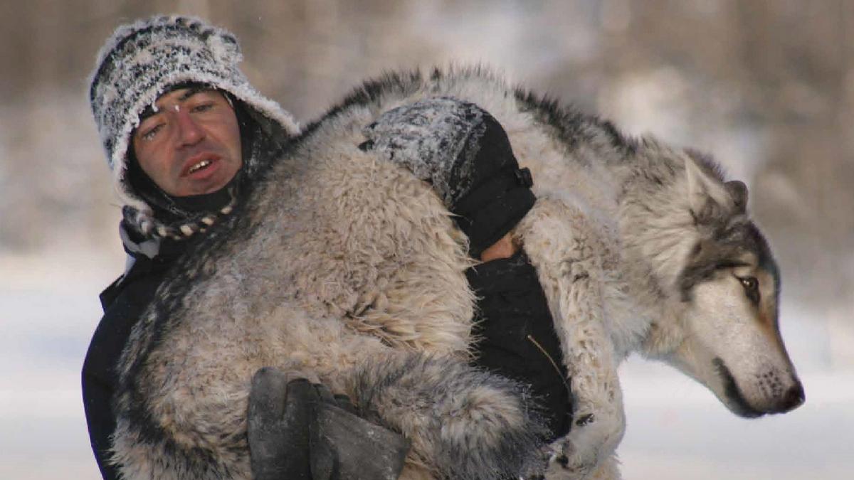 Волки на свободе (volki-na-svobode) Документальный фильм