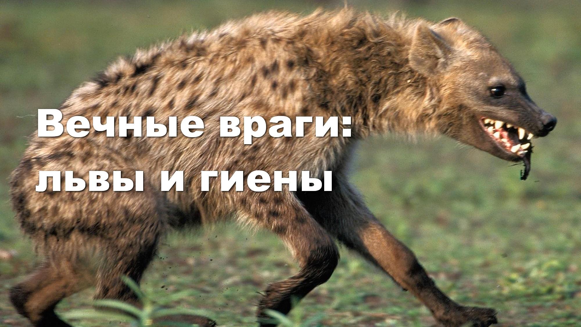 Вечные враги: львы и гиены (vechnye-vragi-lvy-i-gieny) Документальный фильм