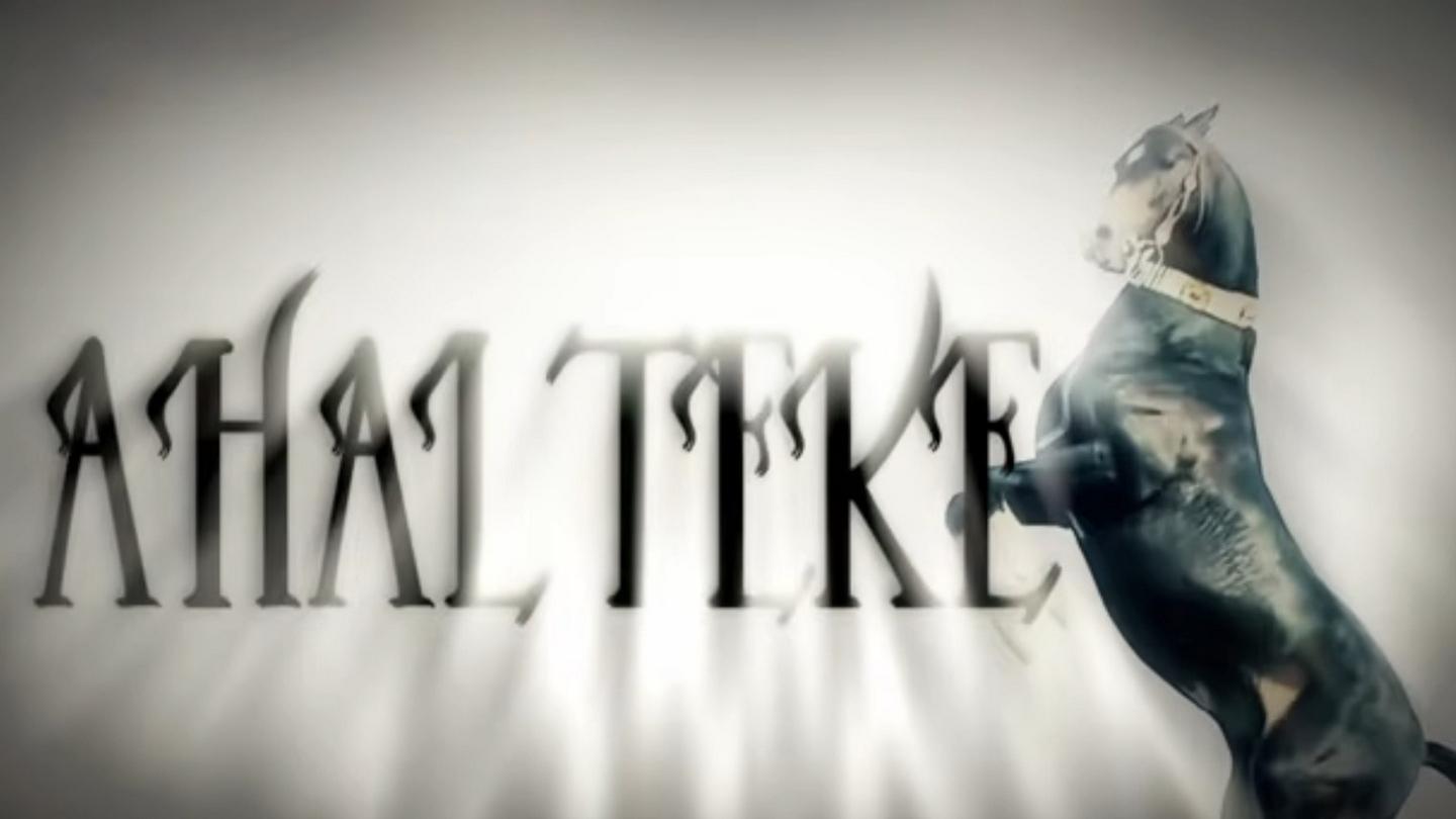 Ahal Teke (ahal-teke) Досуг, хобби
