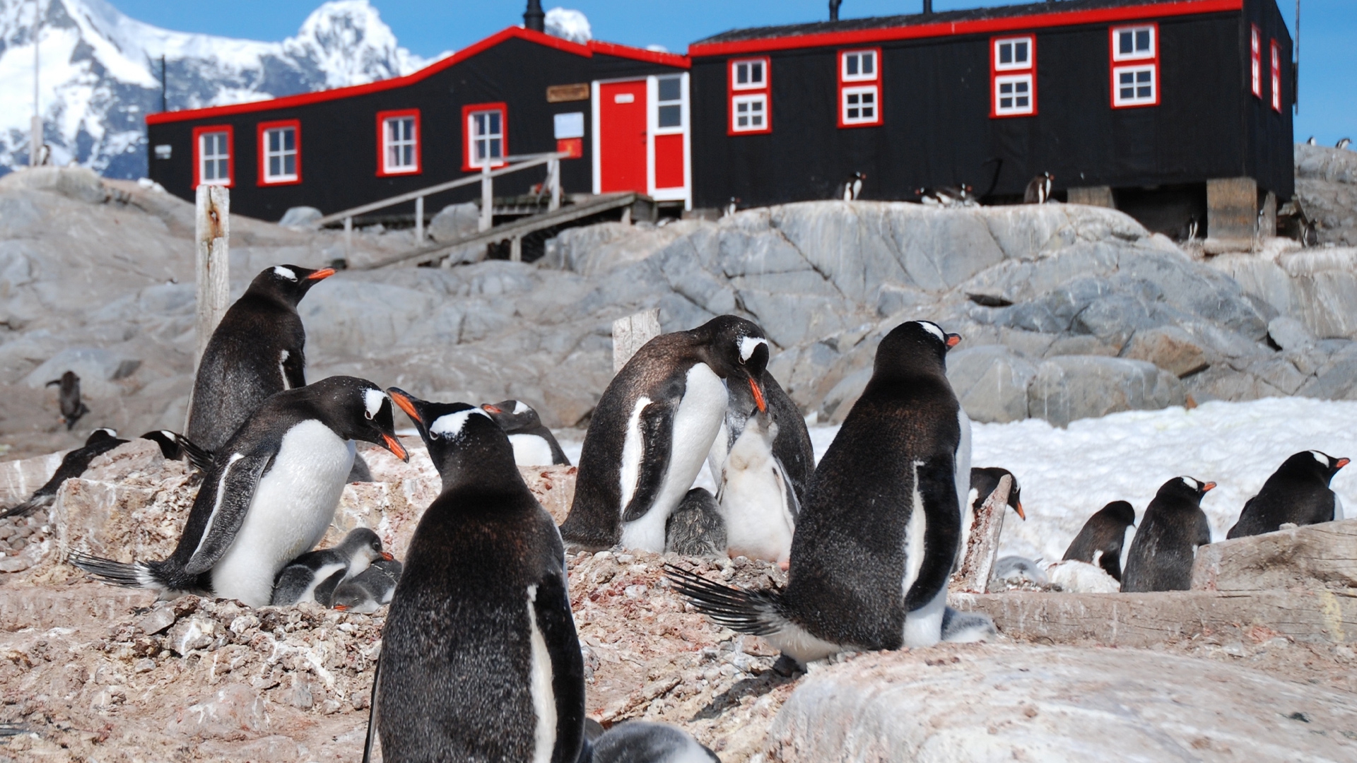 Мир природы - Пингвинья почта (mir-prirody-pingvinja-pochta) Документальный фильм