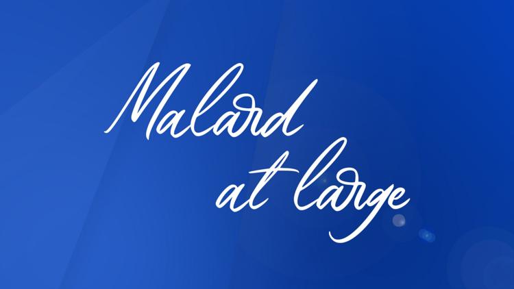 Постер Malard at large