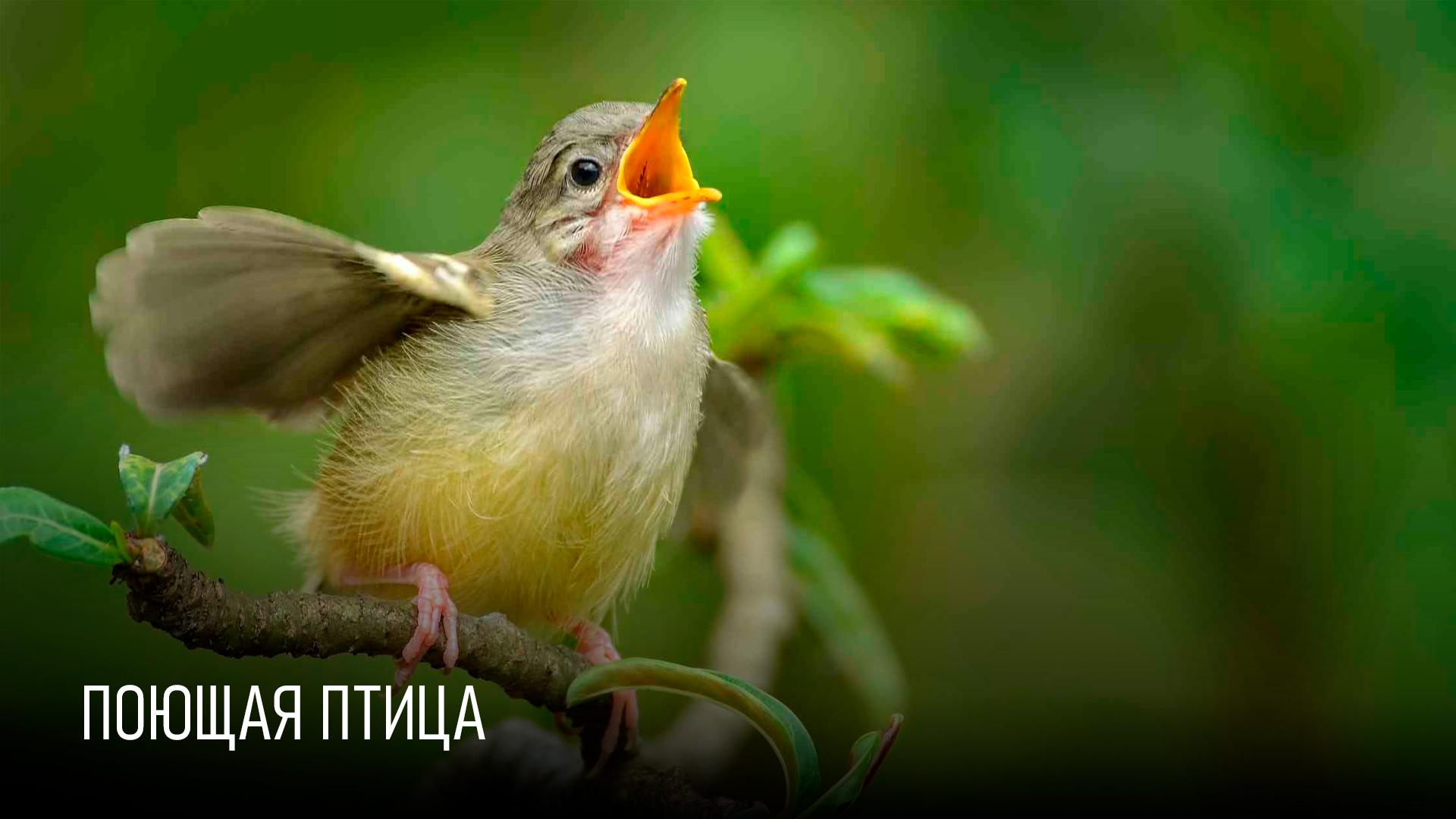Поющая птица (pojuschaja-ptitsa) Документальный фильм