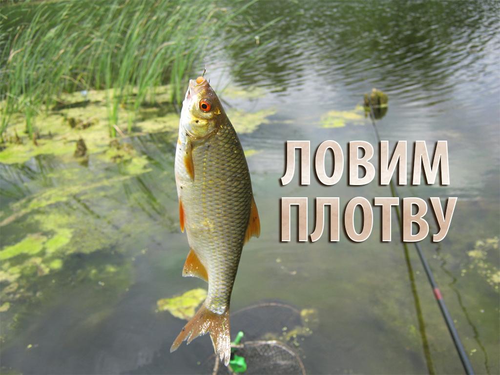 Ловим плотву (lovim-plotvu) Документальный фильм