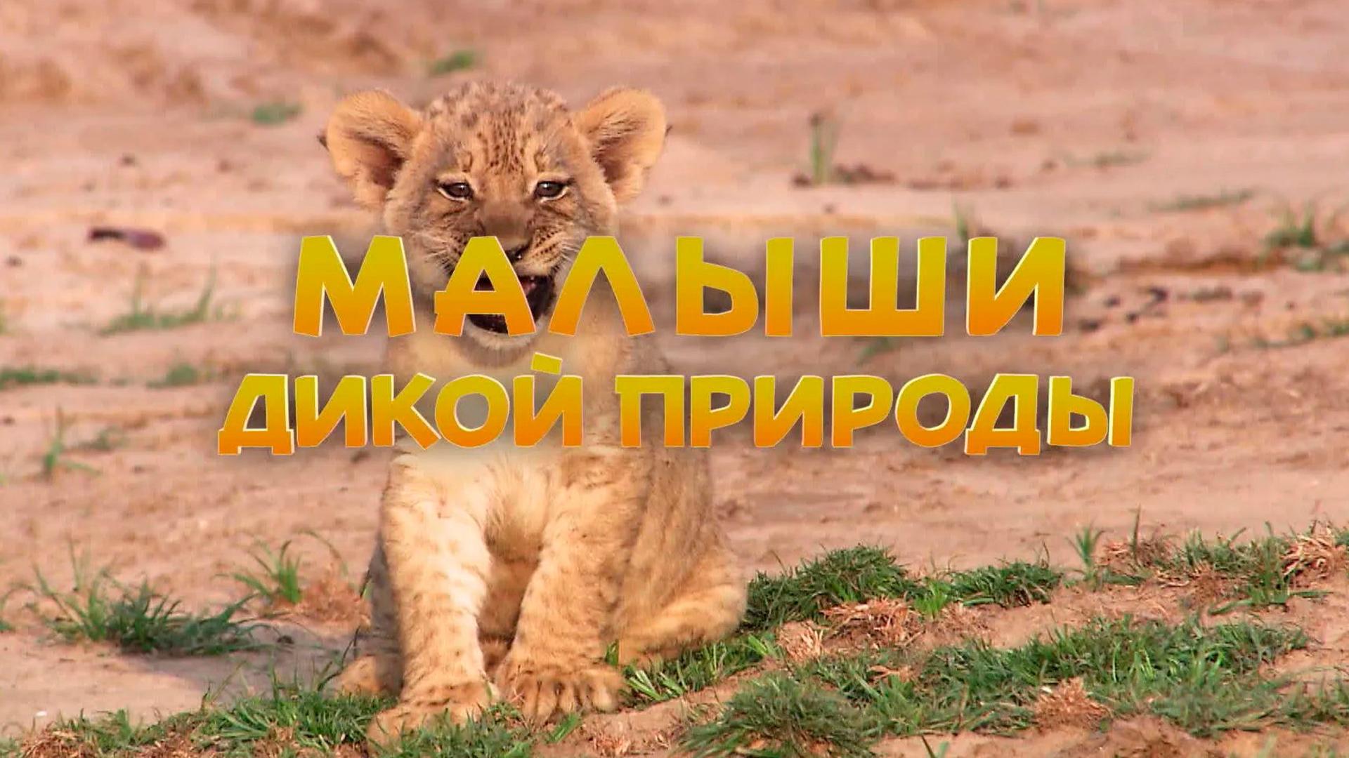 Малыши дикой природы (malyshi-dikoj-prirody) Познавательное