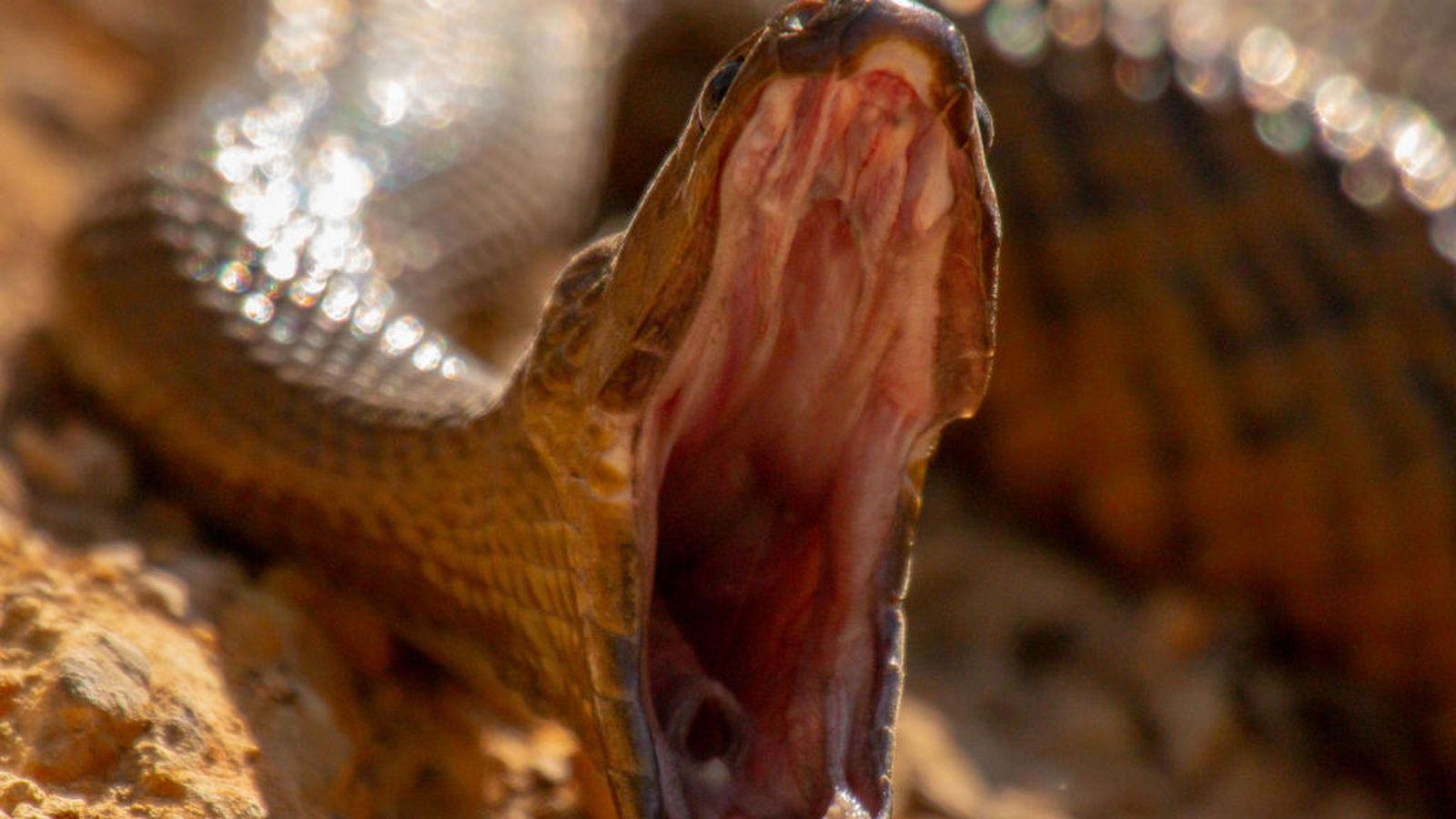 Змеиные приёмы (zmeinye-priemy) Документальный фильм