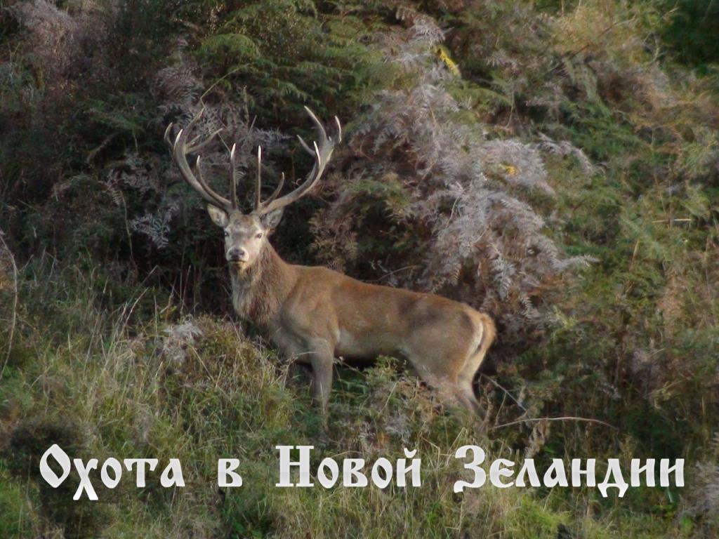Охота в Новой Зеландии (ohota-v-novoj-zelandii) Документальный сериал