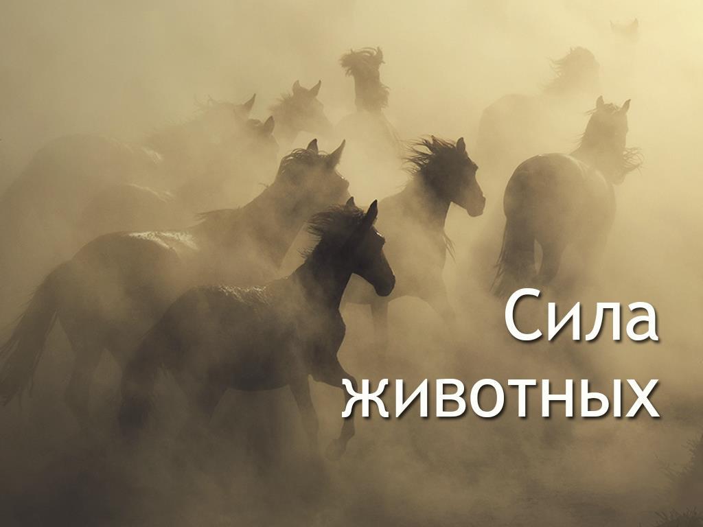 Сила животных (sila-zhivotnyh) Документальный сериал
